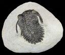 Bargain, Hollardops Trilobite - Morocco #62168-1